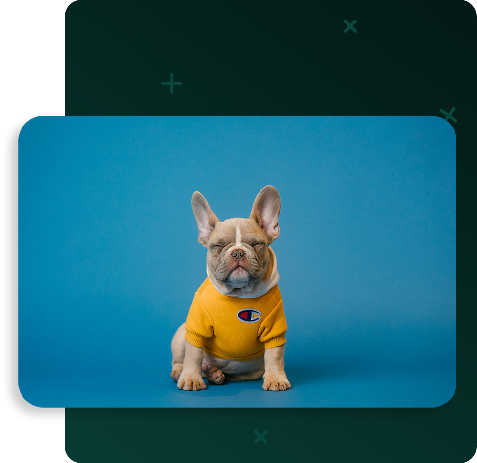 BigPlus pet store inventory